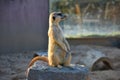 Meerkat standing upright Royalty Free Stock Photo