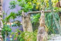 A meerkat standing upright and looking alert. Royalty Free Stock Photo