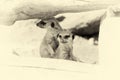 Meerkat standing upright and looking alert. Vintage effect