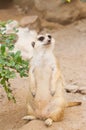 Meerkat Standing upright to guard