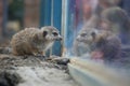 Meerkat Standing Watching Himself in Window Royalty Free Stock Photo