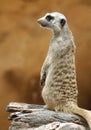 Meerkat standing on wood