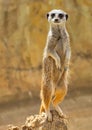 Meerkat or standing on the wooden stump Royalty Free Stock Photo