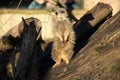 Meerkat. Standing on woodpile, alert in the sun