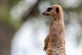 Meerkat stands guard to protect his family