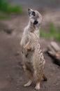 meerkat stands on its hind legs and looks to side Royalty Free Stock Photo