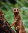 Meerkat stands watching on a log