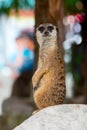 Meerkat staning on stone and stand by on guard duty