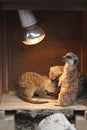 A meerkat stare at yellow warm lamp