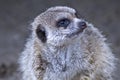 MeerKat Starring Royalty Free Stock Photo