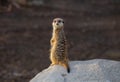 Meerkat on rock