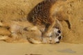 Meerkat sunbathing