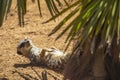 Meerkat Sunbathing Under a Tree