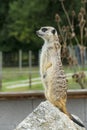 Meerkat, suricat, standing vertical, looks around funny Royalty Free Stock Photo