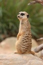 Meerkat Suricata Royalty Free Stock Photo