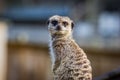 Meerkat suricata portrait