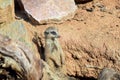 Meerkat Suricata Portrait Suricatta Watchful Snout Stock Photo