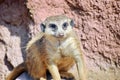 Meerkat Suricata Portrait Suricatta Watchful Snout Stock Photo