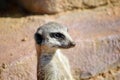 Meerkat Suricata Portrait Suricatta Watchful Snout Stock Photo