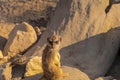 Meerkat - guard on guard, in rocky terrain.