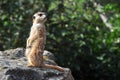 Meerkat (Suricata)