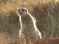 IMG_7771 Meerkat, Suricata suricata captured at the Rietvlei Nature Reserve, South Africa