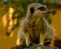 Meerkat, Suricata suricatta, looking to the right on tree trunk Royalty Free Stock Photo