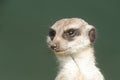 Isolated portrait of Meerkat, Suricata suricatta, looking to the left