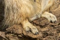 Close up of back legs and claws of Meerkat, Suricata suricattaas, standing