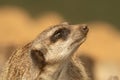 Adorable Meerkat, Suricata suricatta, looking towards right