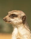 Lookout Meerkat, Suricata suricatta, looking towards left with blurred background Royalty Free Stock Photo