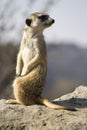 Meerkat (Suricata suricatta)