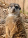 Meerkat - Suricata suricatta Royalty Free Stock Photo