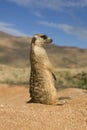 MEERKAT suricata suricatta, ADULT LOOKING AROUND, SITTING ON SAND, NAMIBIA Royalty Free Stock Photo
