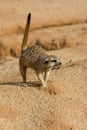 Meerkat, suricata suricatta, Adult Scratching Ground, looking for Food, Namibia Royalty Free Stock Photo