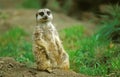 Meerkat, suricata suricatta, Adult sitting Royalty Free Stock Photo