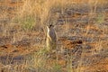 Meerkat, suricata suricatta, Adult sitting, Namibia Royalty Free Stock Photo