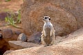 Meerkat, suricata suricatta, Adult sitting on Rock, Namibia Royalty Free Stock Photo