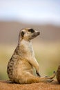 MEERKAT suricata suricatta, ADULT SITTING ON SAND, NAMIBIA Royalty Free Stock Photo