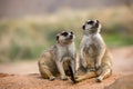 MEERKAT suricata suricatta, ADULT SITTING ON SAND, NAMIBIA Royalty Free Stock Photo