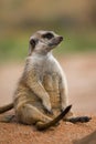 Meerkat, suricata suricatta, Adult sitting, Sunning outside Burrow, Namibia Royalty Free Stock Photo