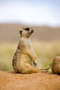 Meerkat, suricata suricatta, Adult sitting, Sunning outside Burrow, Namibia Royalty Free Stock Photo