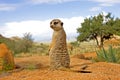 Meerkat, suricata suricatta, Adult sitting, Sunning outside Burrow, Namibia Royalty Free Stock Photo