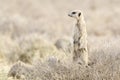 Meerkat standing on the lookout