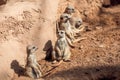 MEERKAT suricata suricatta, ADULTS LOOKING AROUND, SITTING ON ROCK