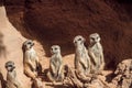 MEERKAT suricata suricatta, ADULTS LOOKING AROUND, SITTING ON ROCK