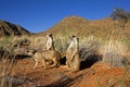 Meerkat, suricata suricatta, Adults standing at Den Entrance, Namibia Royalty Free Stock Photo