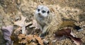 Meerkat Suricata suricatta on alert