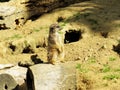 A meerkat, Suricata suricatta, also called Surikate or obsolete scratching animal Royalty Free Stock Photo