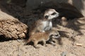 Meerkat (Suricata suricatta) Royalty Free Stock Photo